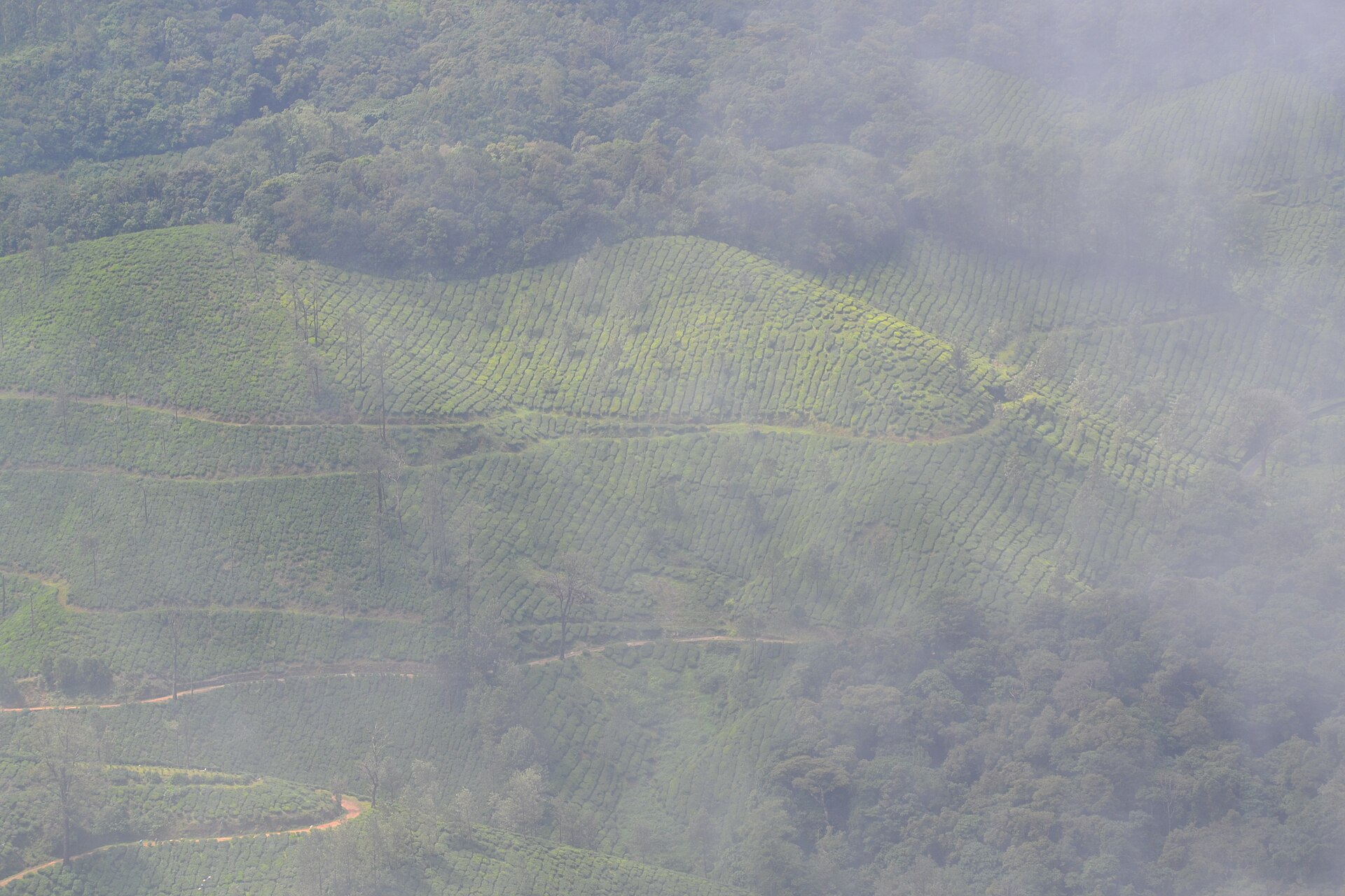 Munnar tea gardens