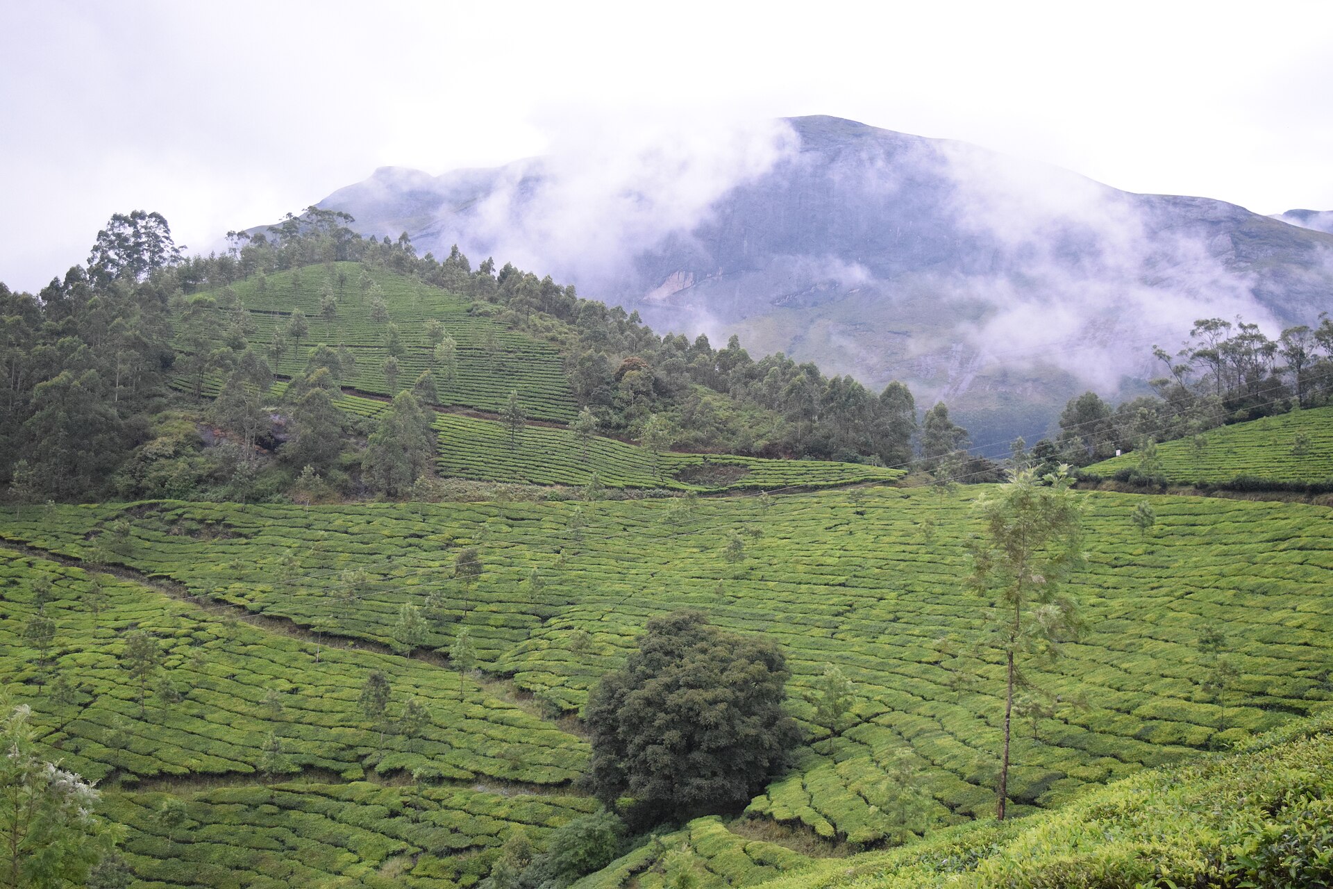 Munnar tea gardens
